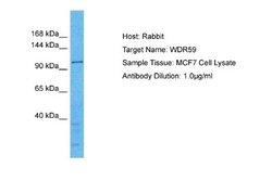 WDR59 Rabbit anti-Human, Polyclonal, Novus Biologicals 0.1 mL | Buy Online | Novus Biologicals | Fisher Scientific